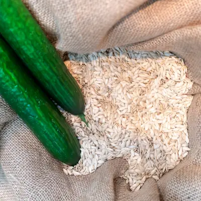 4 Premium cucumber seeds — AM Nuts & Spices